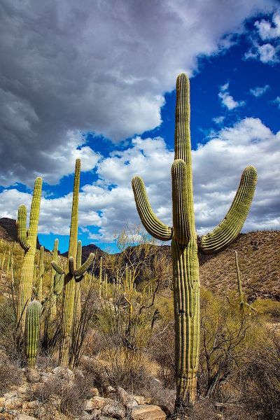 Haney, Chuck 아티스트의 Saguaro Cactus in the Santa Catalina Mountains in Coronado National Forest in Tucson-Arizona-USA작품입니다.